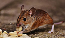 24 Hour & Emergency Exterminators in Haverhill, IA
